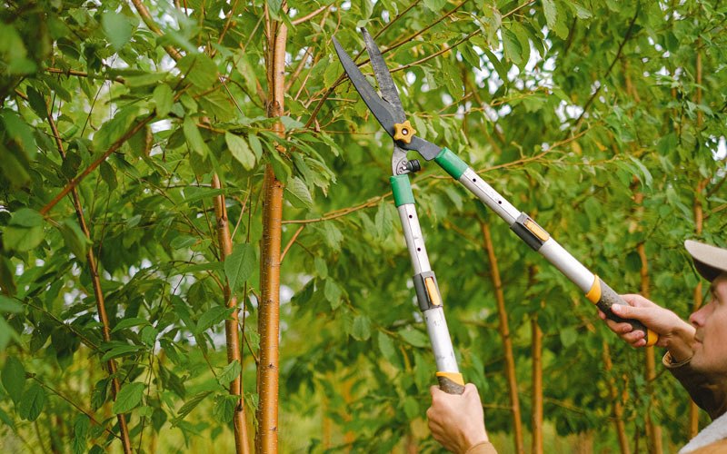 Tree trimming in Emden, IL