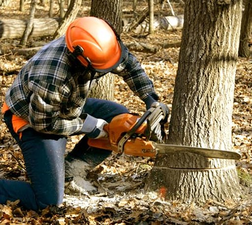 Tree Removal in Emden, IL